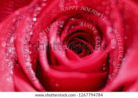 Happy Holidays in different languages, beautiful red rose close up for background                               