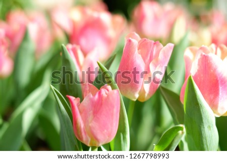 beautiful tulip flowers
