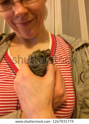 Rodent degu in hands of young woman. Home,room. Cute pet. 