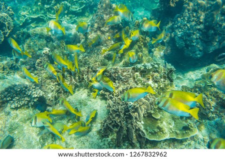 Under water nature of sea life coral reef with fish in turquoise water