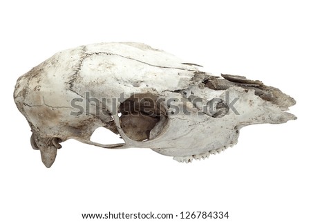 Old horse skull isolated on white background