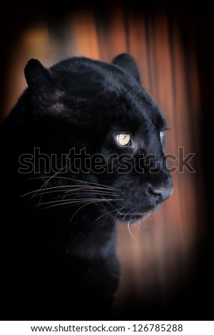 Close-up beautiful portrait black leopard