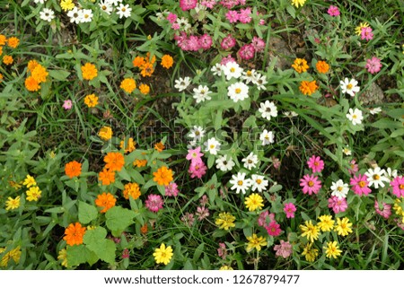 different type of flowers in the garden