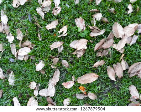 Autumn leaves on green grass field, view from above