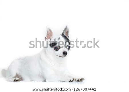 Chihuahua dog standing on isolate white background
