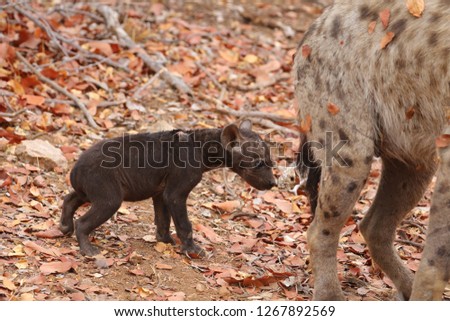 Cute little spotted hyena playing on dry ground, Kruger National Park, South Africa