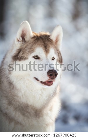 Close-up Profile Portrait of gorgeous, happy and free Siberian Husky dog sitting on the snow in the enchanted fairy forest in winter