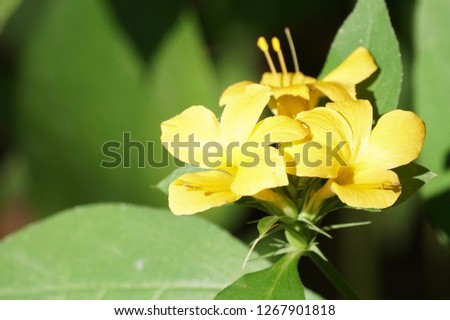 Reinwardtia indica or  yellow flax, pyoli