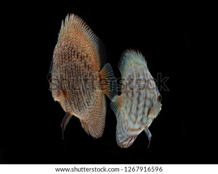 colorful of discus fish black isolated.