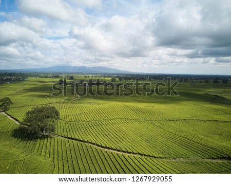 Aerial view shot from drone of green tea plantation, Top view aerial photo from flying drone of a tea plantation at North Sumatra, Indonesia