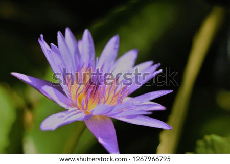 A violet waterlily blossoms in sunlight
