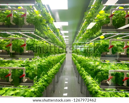 Plant vertical farms producing plant vaccines Royalty-Free Stock Photo #1267972462