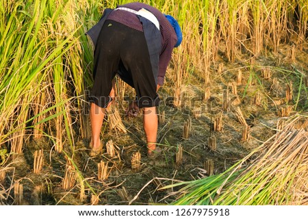 Harvest season. A woman farmer harvesting ripe rice by hand, sickle on yellow rice field. Royalty high-quality free stock image of woman farmer with traditional conical hat working on the rice field
