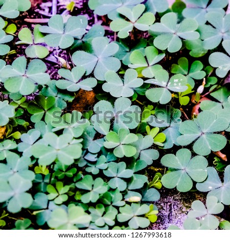 Clover Leaves for Green background with three-leaved shamrocks.Patrick's day holiday symbol.