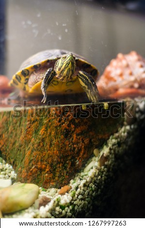 Portrait of Pond Slider Trachemys Scripta turtle sitting in aquarium
