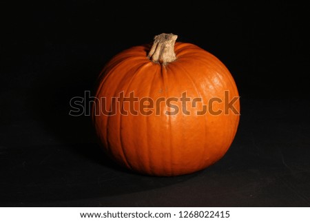 Pumpkin Studio Photoshoot