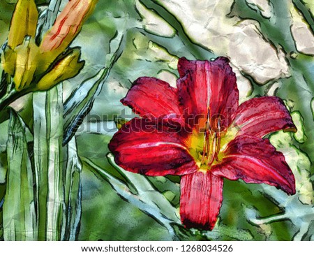 bloom red lily