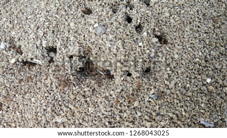 Ant Hole on Sand and Soil - A typical Ants House