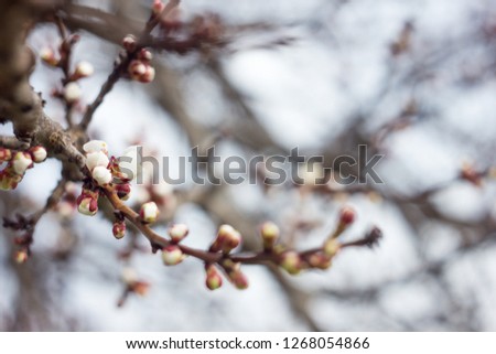 blooming sprigs of cherry in spring, soft sunny