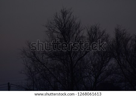 A tree at a foggy night 