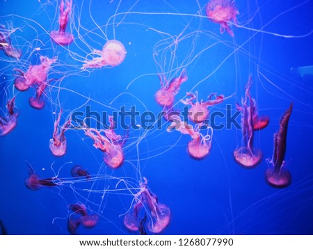 Dancing jelly fish or some say manet. Taken under water in a dark setting. It is beautiful to see what the ocean can bring of life. 