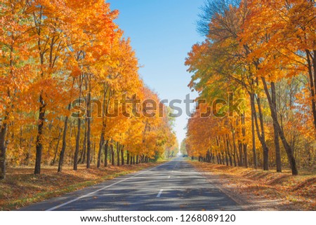 Autumn landscape with asphalt road.Nature in the vicinity of Pruzhany, Brest region, Belarus. 
