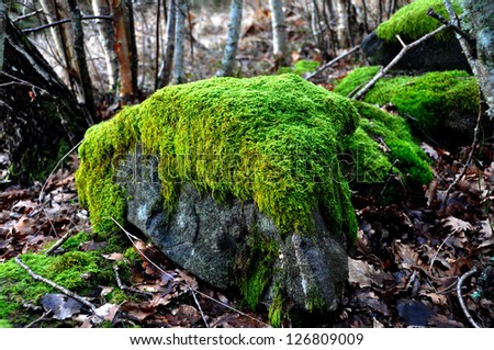  Stones with moss