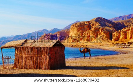 Beautiful sandy beach in Sinai Peninsula, where desert meets Red Sea, near Nuweba, Egypt, Middle East  Royalty-Free Stock Photo #1268090482