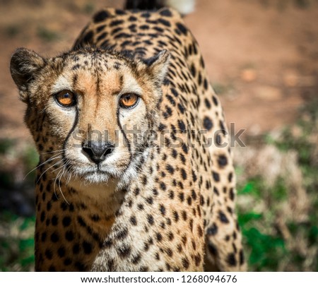 leopard face portrait