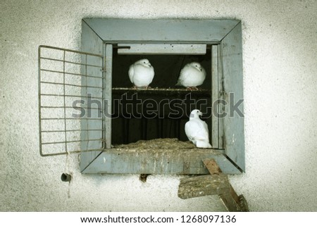 Dovecote and white pigeons closeup