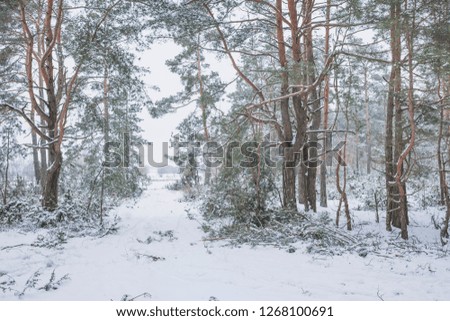Winter in Belovezhskaya Pushcha. Belarus.