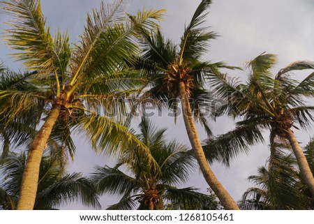 coconut palm tree on sky background