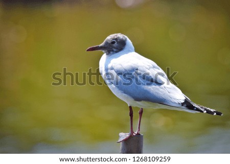 Japan Bird Photography, Japan Wildlife