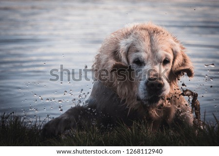 Golden retriever dog exiting the water