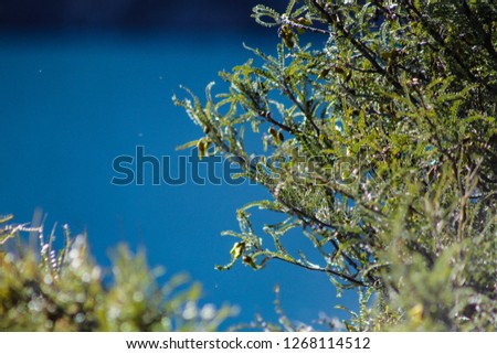 Green plants in front of blue water of Lake Coleridge, South Island, New Zealand