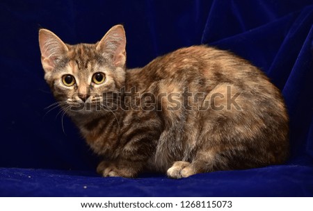 striped with a gray and ginger kitten on a dark background