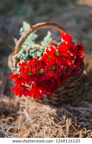 Basket with red flowers in sunlight on the ground.