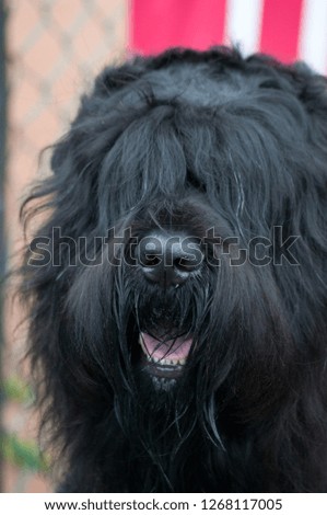 Russian black terrier for a walk