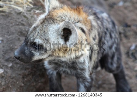 Portrait of spotted hyena cub, Kruger National Park, South Africa