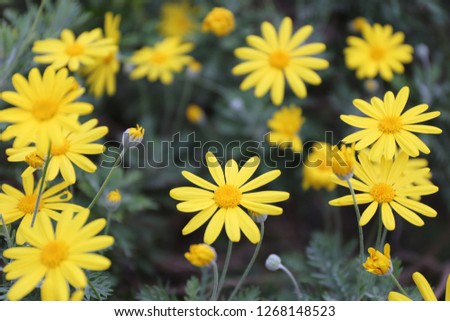 Outdoor view of Euryops pectinatus shrub, also called grey-leaved euryops, in the family Asteraceae. Pattern of yellow, daisy-like composite flowers with silvery green, hairy leaves. Natural picture.