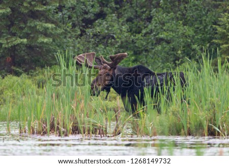 Big Bull Moose with huge velvet antlers Alces alces grazing in the marshes of Opeongo lake in Algonquin Park, Canada