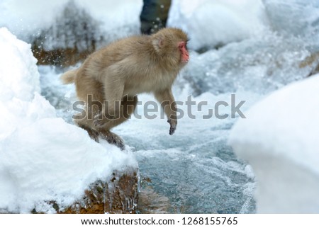 Japanese macaque jumping. The Japanese macaque ( Scientific name: Macaca fuscata), also known as the snow monkey. Natural habitat, winter season.
