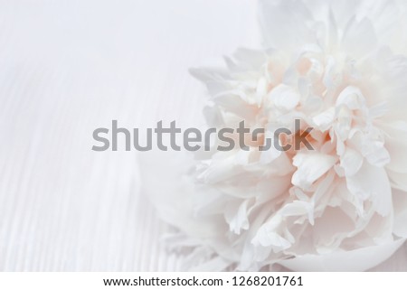 White petals of flowers closeup. Gentle natural background. Flower pattern. Selective focus.