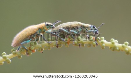weevil yellow mating