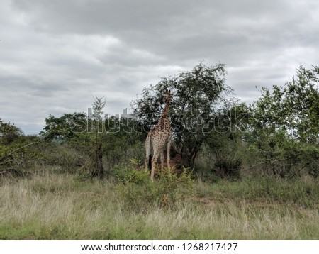 Giraffes spotted feeding in South Africa's Kruger National Park