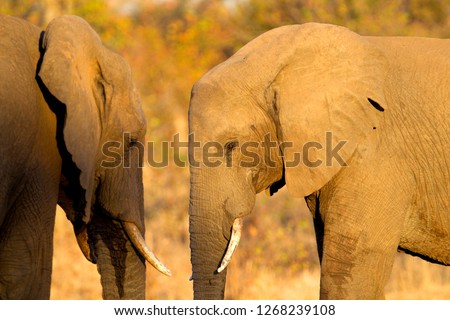 African Elephants (Loxodonta africana),  Kruger National Park, South Africa.