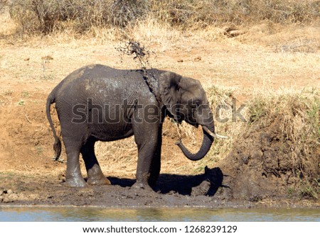 African Elephants (Loxodonta africana),  Kruger National Park, South Africa.