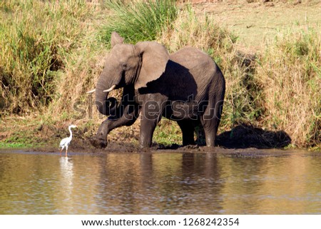 African Elephants (Loxodonta africana), in the river, Shingwedzi river,  Kruger National Park, South Africa.