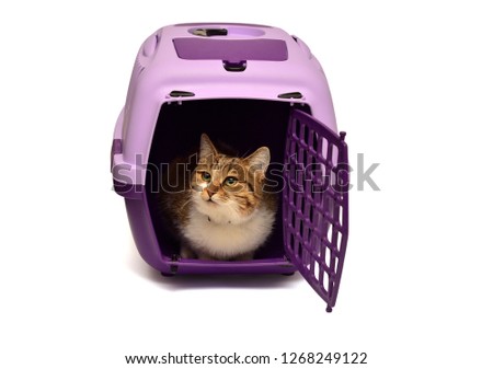 A small kitten looks with cells for carrying and transport of animals isolated on white background