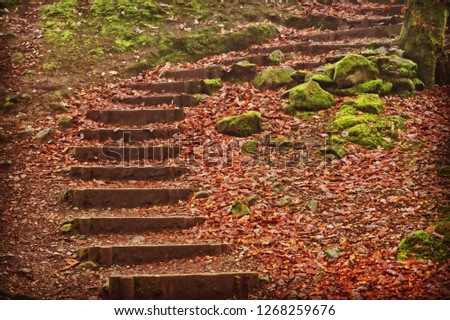 Winding wooden staircase on forest floor, covered with brown autumn leaves and moss covered rocks